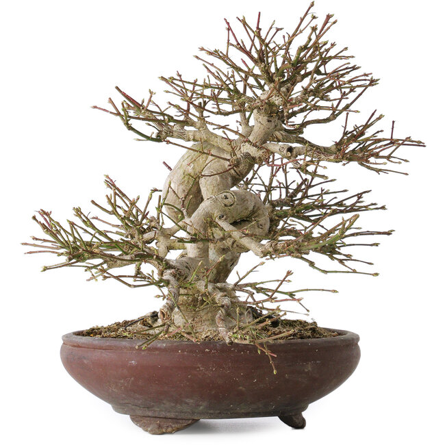 Euonymus alatus, 32 cm, ± 35 jaar oud, met een nebari van 14 cm