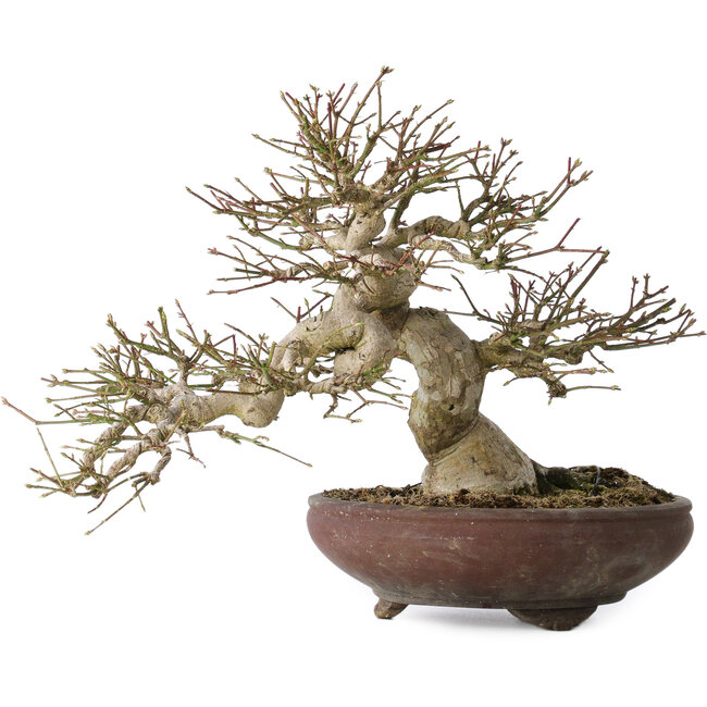 Euonymus alatus, 32 cm, ± 35 jaar oud, met een nebari van 14 cm