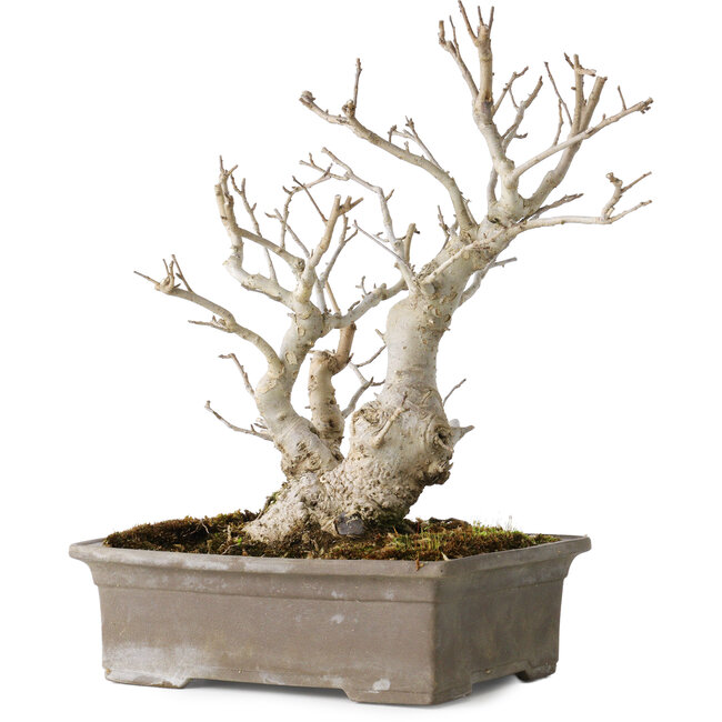 Ilex serrata, 27 cm, ± 20 anni, con bacche rosse e un nebari di 11 cm