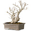 Ilex serrata, 27 cm, ± 20 anni, con bacche rosse e un nebari di 11 cm
