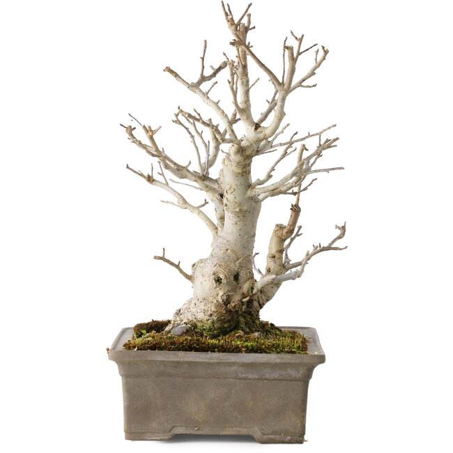 Ilex serrata, 27 cm, ± 20 anni, con bacche rosse e un nebari di 11 cm