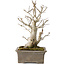 Ilex serrata, 27 cm, ± 20 jaar oud, met rode bessen en een nebari van 11 cm