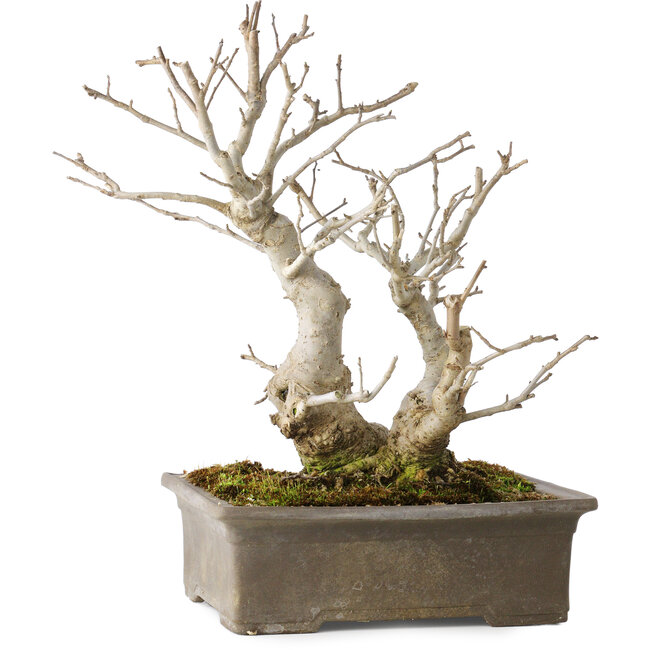 Ilex serrata, 27 cm, ± 20 ans, avec des baies rouges et un nebari de 11 cm