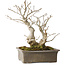 Ilex serrata, 27 cm, ± 20 anni, con bacche rosse e un nebari di 11 cm