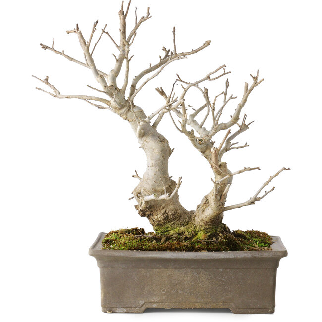 Ilex serrata, 27 cm, ± 20 ans, avec des baies rouges et un nebari de 11 cm