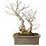 Ilex serrata, 27 cm, ± 20 anni, con bacche rosse e un nebari di 11 cm