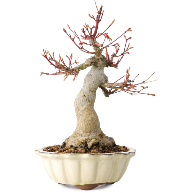 Acer palmatum, 26 cm, ± 30 jaar oud, met een nebari van 12 cm