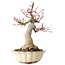Acer palmatum, 26 cm, ± 30 years old, with a nebari of 12 cm
