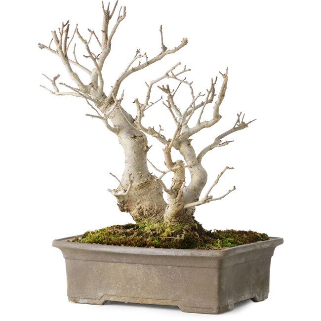 Ilex serrata, 27 cm, ± 20 ans, avec des baies rouges et un nebari de 11 cm