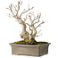 Ilex serrata, 27 cm, ± 20 anni, con bacche rosse e un nebari di 11 cm