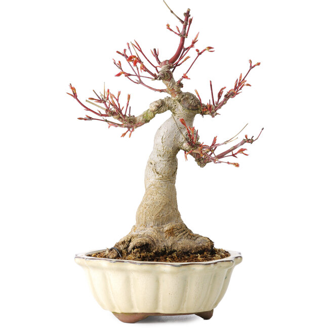 Acer palmatum, 26 cm, ± 30 Jahre alt, mit einem Nebari von 12 cm