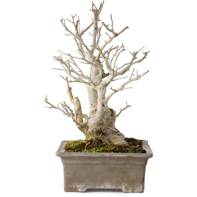 Ilex serrata, 27 cm, ± 20 ans, avec des baies rouges et un nebari de 11 cm