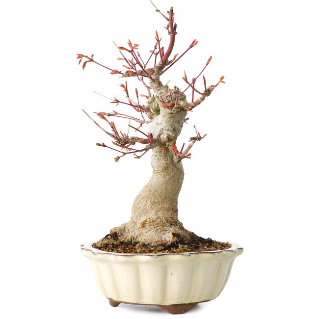Acer palmatum, 26 cm, ± 30 years old, with a nebari of 12 cm