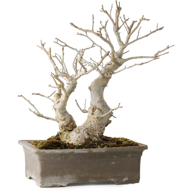 Ilex serrata, 27 cm, ± 20 anni, con bacche rosse e un nebari di 11 cm