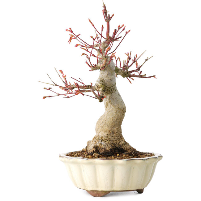 Acer palmatum, 26 cm, ± 30 ans, avec un nebari de 12 cm