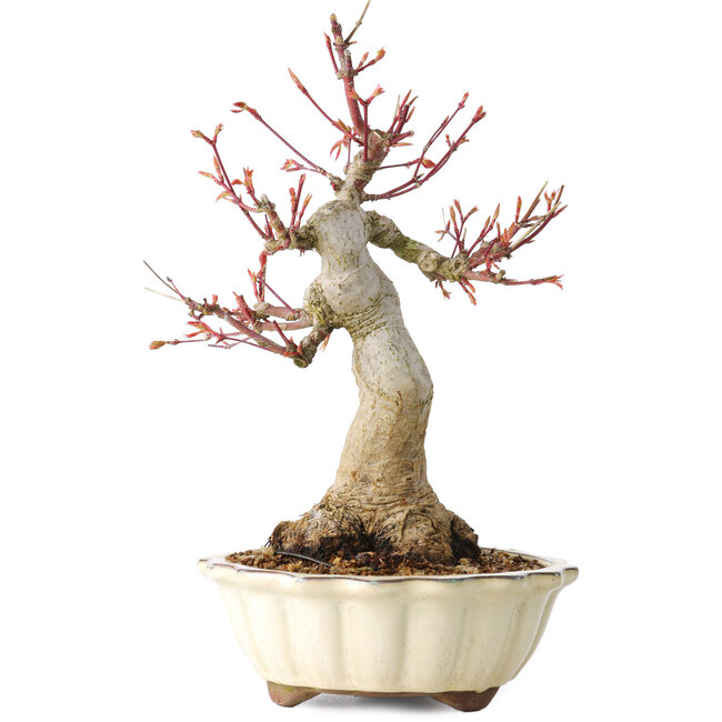 Acer palmatum, 26 cm, ± 30 jaar oud, met een nebari van 12 cm