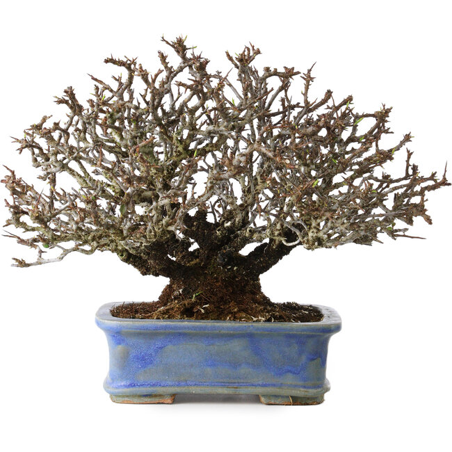 Pyracantha, 20 cm, ± 35 anni, con un nebari di 9 cm e frutti rossi in autunno