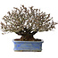 Pyracantha, 20 cm, ± 35 anni, con un nebari di 9 cm e frutti rossi in autunno