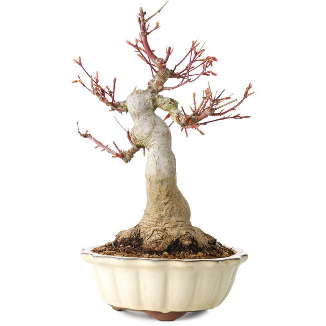 Acer palmatum, 26 cm, ± 30 years old, with a nebari of 12 cm