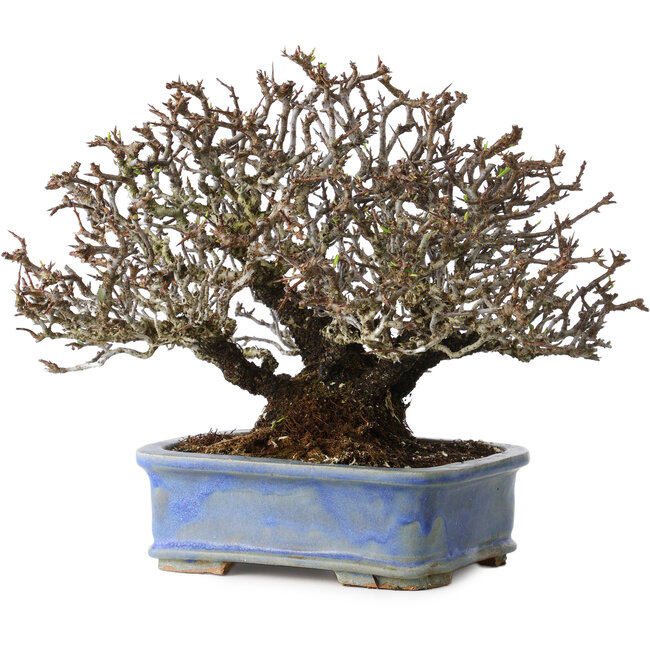 Pyracantha, 20 cm, ± 35 anni, con un nebari di 9 cm e frutti rossi in autunno