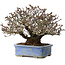 Pyracantha, 20 cm, ± 35 anni, con un nebari di 9 cm e frutti rossi in autunno