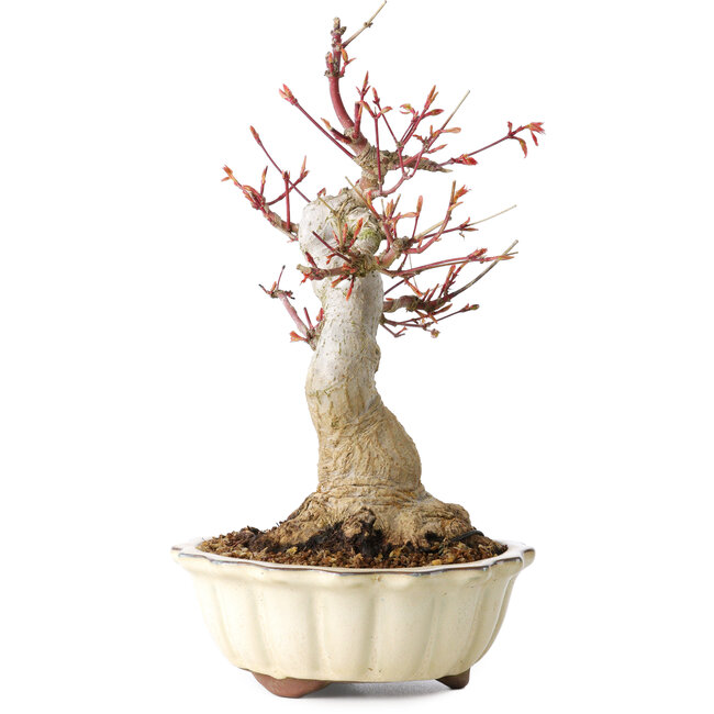 Acer palmatum, 26 cm, ± 30 Jahre alt, mit einem Nebari von 12 cm