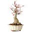 Acer palmatum, 26 cm, ± 30 jaar oud, met een nebari van 12 cm