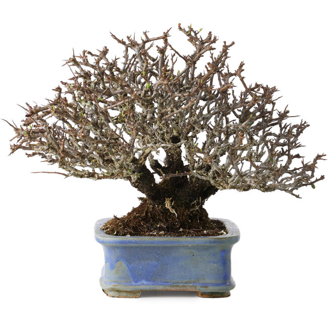 Pyracantha, 20 cm, ± 35 jaar oud, met een nebari van 9 cm en rode vruchten in de herfst