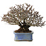 Pyracantha, 20 cm, ± 35 anni, con un nebari di 9 cm e frutti rossi in autunno