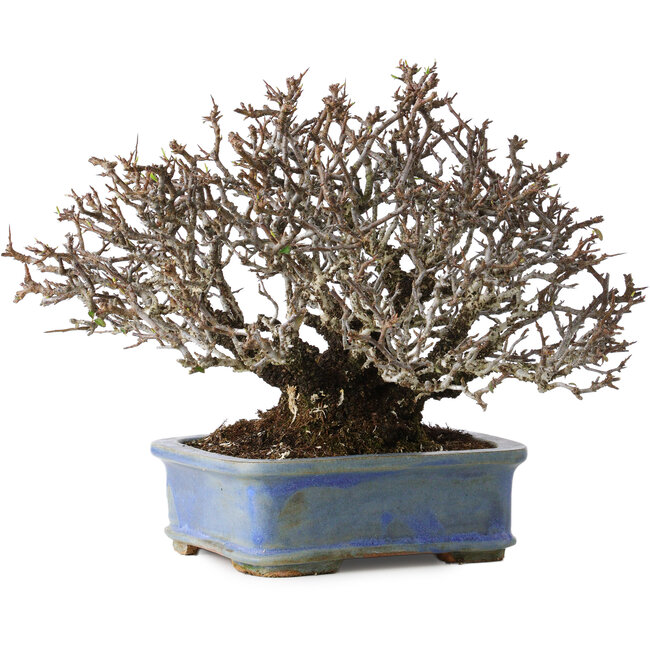 Pyracantha, 20 cm, ± 35 years old, with a nebari of 9 cm and red fruits in the autumn