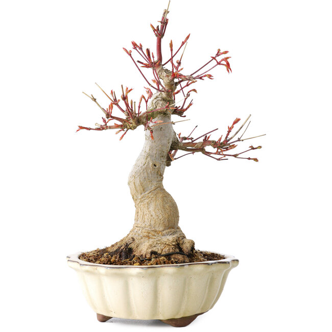 Acer palmatum, 26 cm, ± 30 ans, avec un nebari de 12 cm