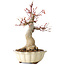 Acer palmatum, 26 cm, ± 30 jaar oud, met een nebari van 12 cm