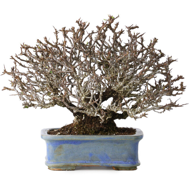 Pyracantha, 20 cm, ± 35 ans, avec un nebari de 9 cm et des fruits rouges en automne