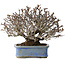 Pyracantha, 20 cm, ± 35 years old, with a nebari of 9 cm and red fruits in the autumn