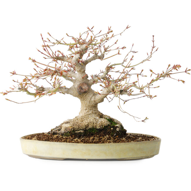 Acer palmatum, 21 cm, ± 35 jaar oud, met een nebari van 17 cm, uit de tuin van Shinji Suzuki