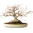Acer palmatum, 21 cm, ± 35 jaar oud, met een nebari van 17 cm, uit de tuin van Shinji Suzuki