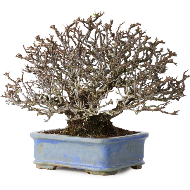 Pyracantha, 20 cm, ± 35 anni, con un nebari di 9 cm e frutti rossi in autunno