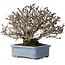 Pyracantha, 20 cm, ± 35 years old, with a nebari of 9 cm and red fruits in the autumn