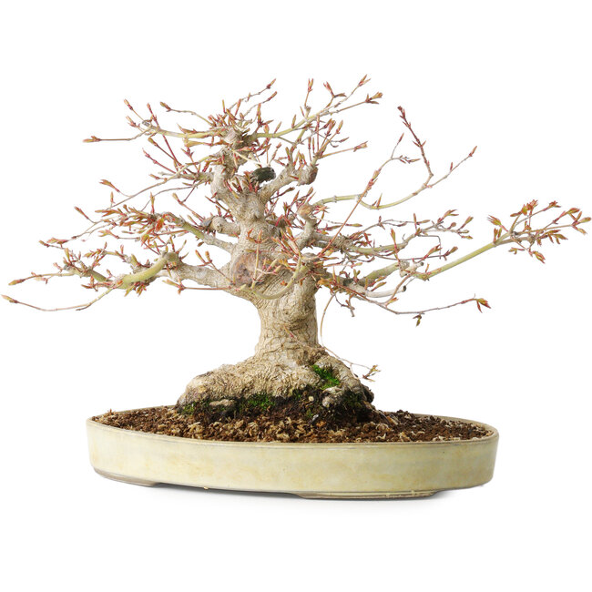 Acer palmatum, 21 cm, ± 35 años, con un nebari de 17 cm, del jardín de Shinji Suzuki