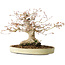 Acer palmatum, 21 cm, ± 35 jaar oud, met een nebari van 17 cm, uit de tuin van Shinji Suzuki