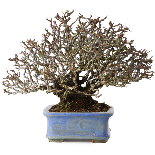 Pyracantha, 20 cm, ± 35 years old, with a nebari of 9 cm and red fruits in the autumn