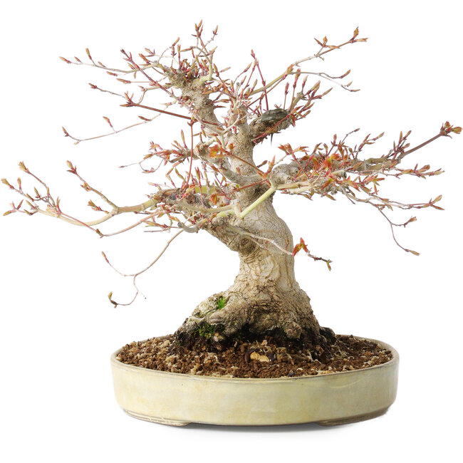 Acer palmatum, 21 cm, ± 35 Jahre alt, mit einem Nebari von 17 cm, aus dem Garten von Shinji Suzuki