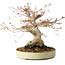 Acer palmatum, 21 cm, ± 35 jaar oud, met een nebari van 17 cm, uit de tuin van Shinji Suzuki