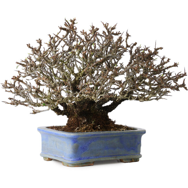 Pyracantha, 20 cm, ± 35 years old, with a nebari of 9 cm and red fruits in the autumn