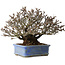 Pyracantha, 20 cm, ± 35 years old, with a nebari of 9 cm and red fruits in the autumn