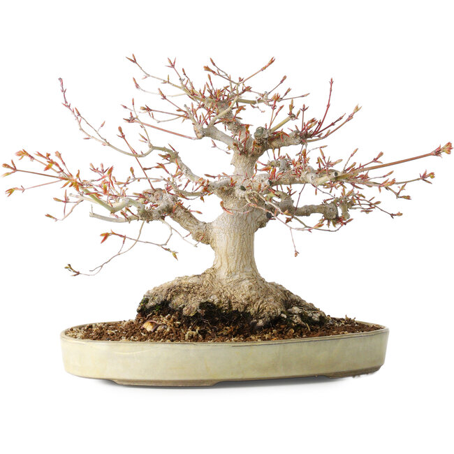 Acer palmatum, 21 cm, ± 35 anni, con un nebari di 17 cm, dal giardino di Shinji Suzuki