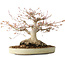 Acer palmatum, 21 cm, ± 35 jaar oud, met een nebari van 17 cm, uit de tuin van Shinji Suzuki