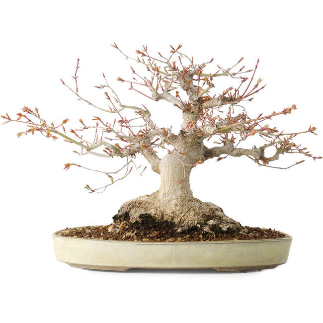 Acer palmatum, 21 cm, ± 35 años, con un nebari de 17 cm, del jardín de Shinji Suzuki