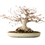 Acer palmatum, 21 cm, ± 35 jaar oud, met een nebari van 17 cm, uit de tuin van Shinji Suzuki
