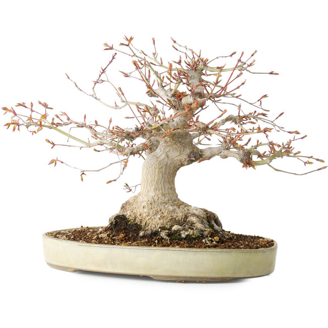Acer palmatum, 21 cm, ± 35 años, con un nebari de 17 cm, del jardín de Shinji Suzuki